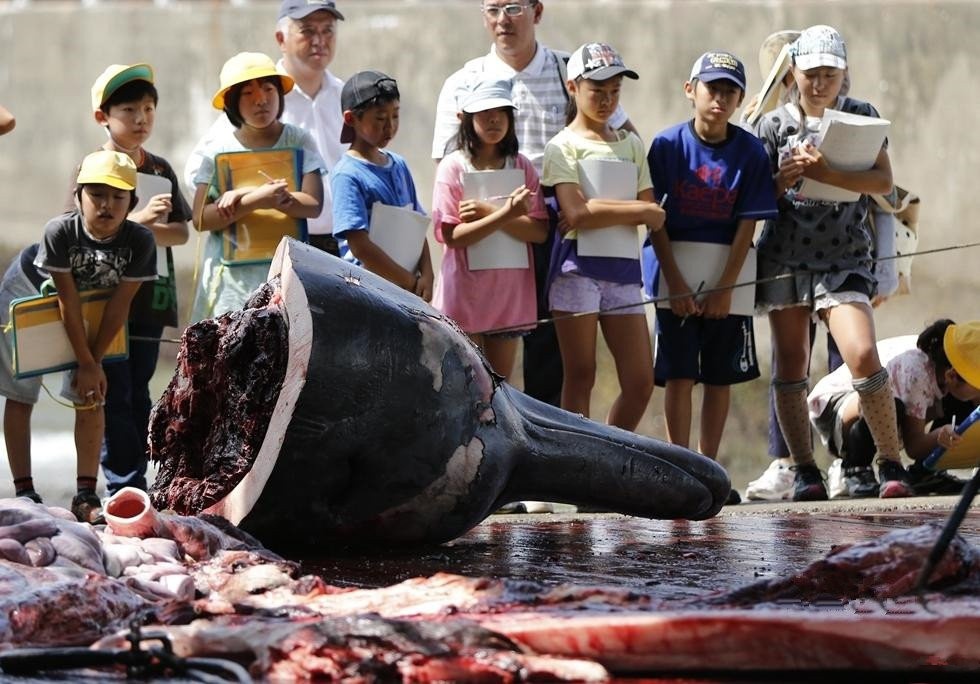直击日本残杀海豚现场,众多小学生围观学习