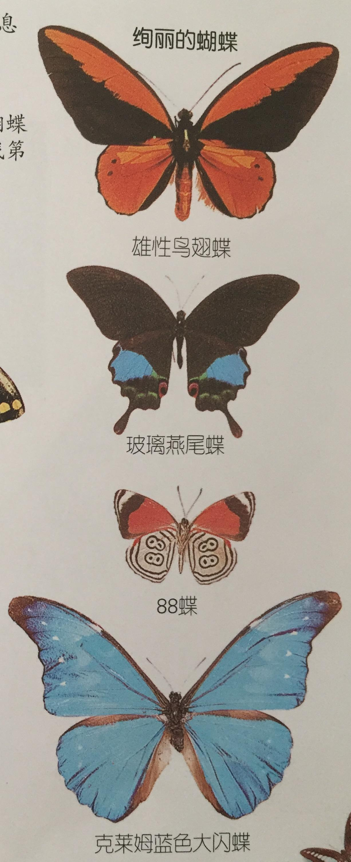 燕尾蝶百科图片