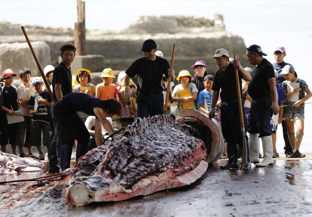 直击日本残杀海豚现场,众多小学生围观学习