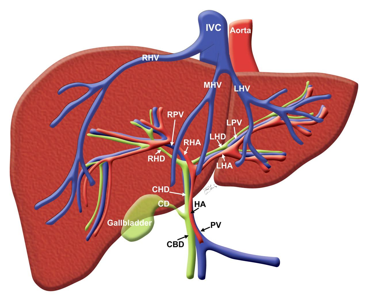 肝脏与胆囊的解剖图图片
