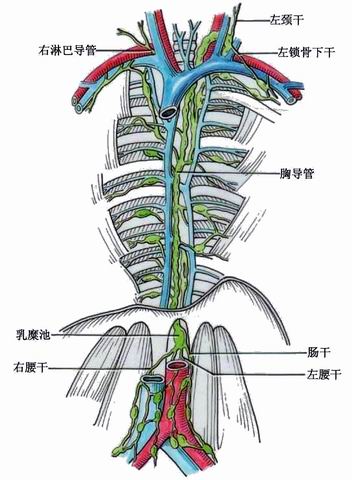 乳腺导管结构图图片