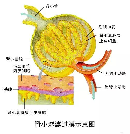 肾小球组织结构图图片