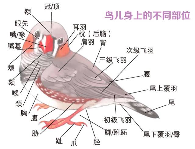 鸟类身体部位示意图图片