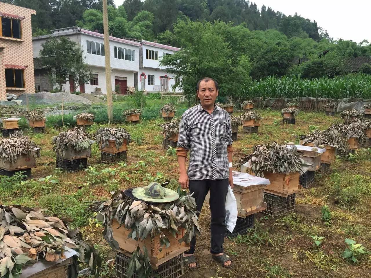 生活在务川官学大山里的养蜂人——邹怀书