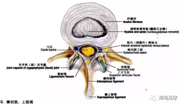 康復醫療 | 腰椎間盤突出的治療與康復(收藏系列)