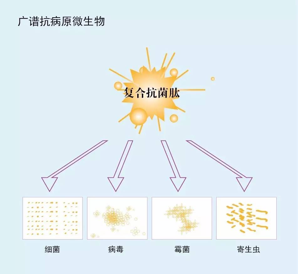 抗菌肽是生物体内经诱导产生的一种具有生物活性的碱性小分子多肽物质