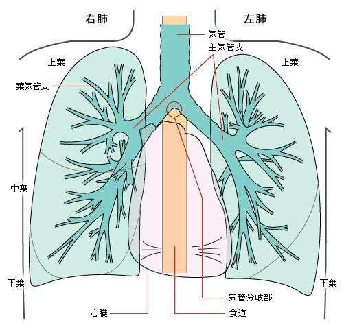 中医说五脏之肺的中医之肺生克内容及络属关系