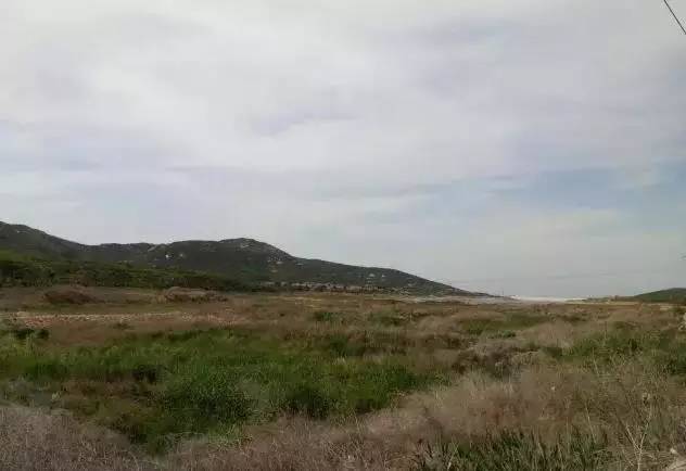 迟家沟水库上游已成荒滩.七甲镇的河道,也只剩最深的那一湾浅水.