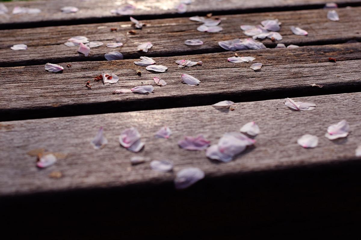 風吹花落淚如雨才下眉頭卻上心頭