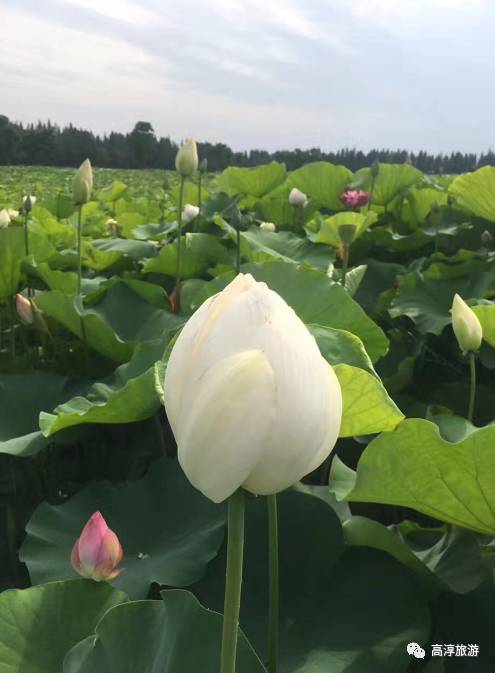 高淳荷花仙子配合口图片