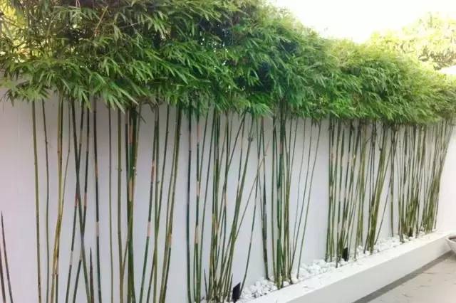 纤细秉直的竹杆与白墙互相映衬,显得墙更百,竹更绿