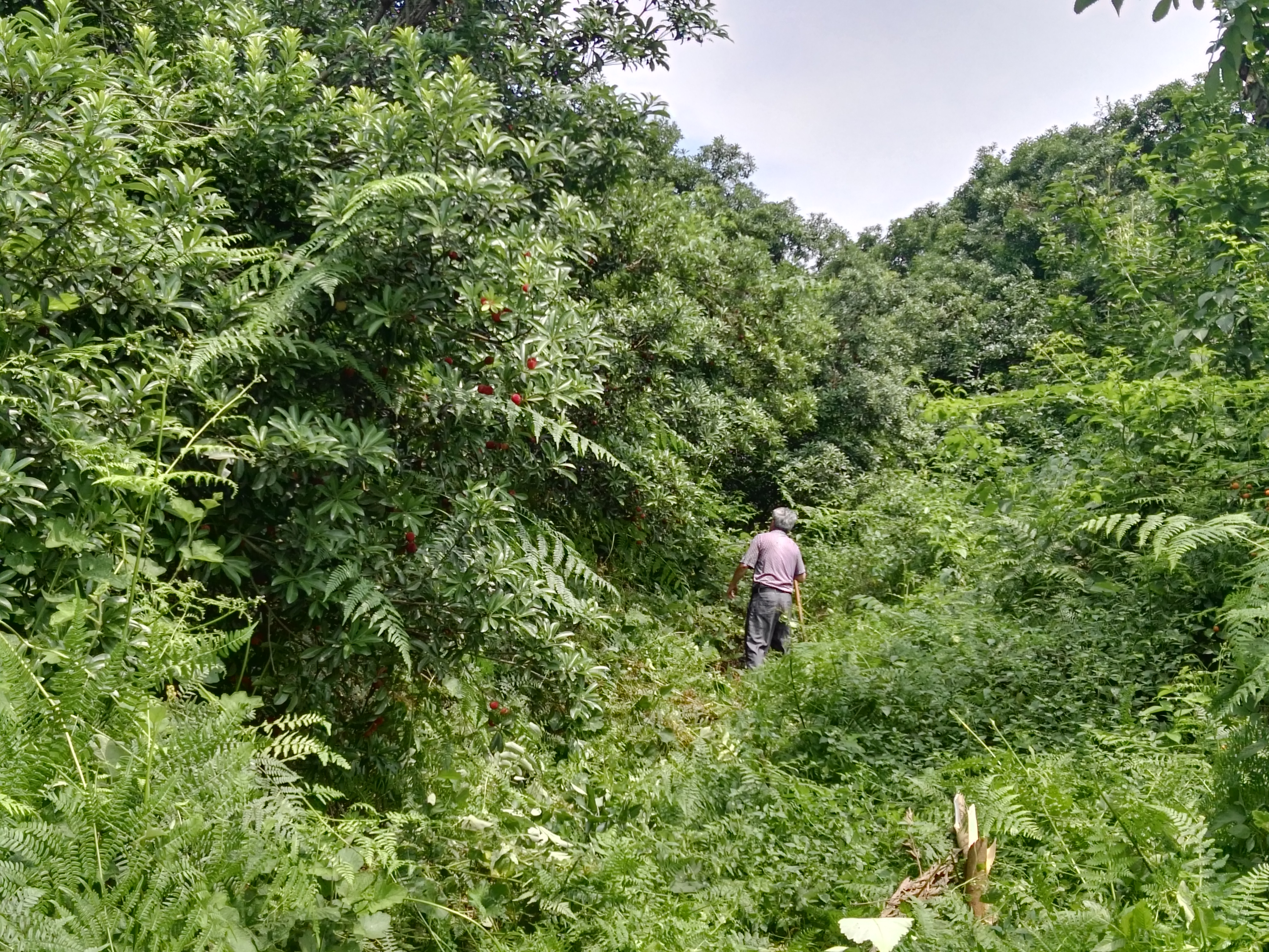 宜章:骑田岭下旧风景 杨梅树上新气象