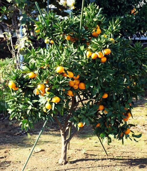 幼龄结果柑橘树的夏季修剪