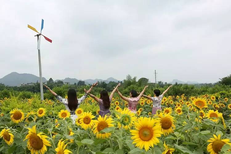 宜州市洛西镇东屏村里有一大片的向日葵花海一棵棵葵杆如少女一般