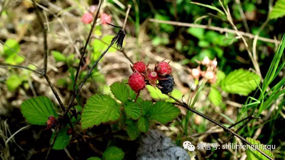 黑锁梅,黄锁梅