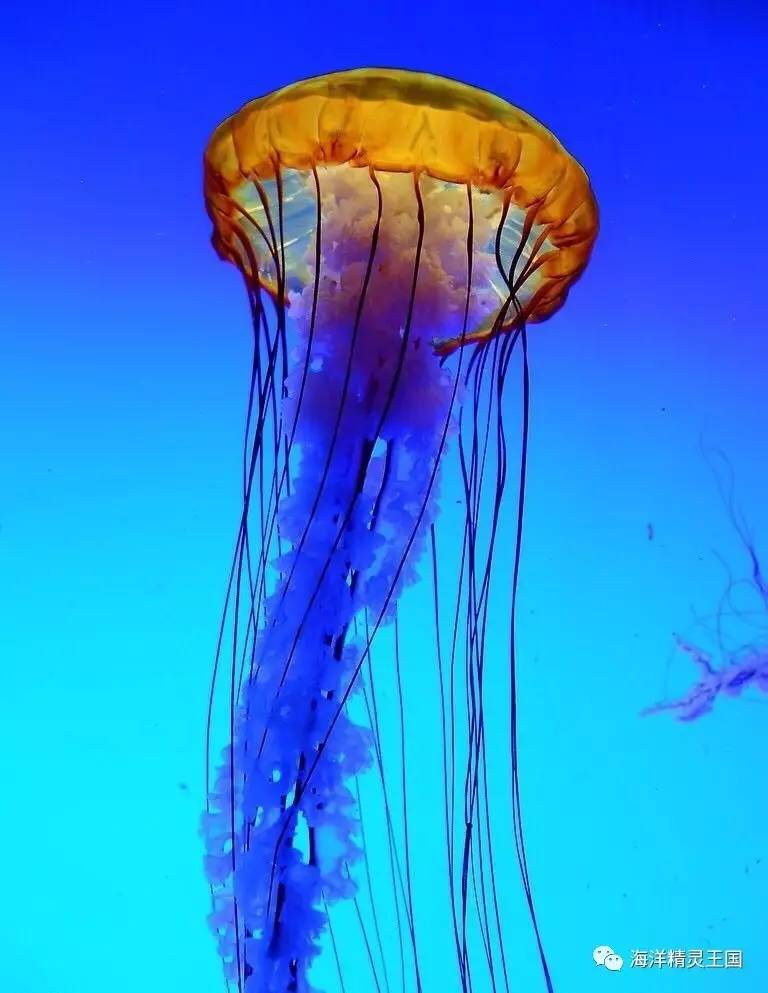 霞水母海蜇水母天草水母以上图片仅供参考,以实物为准!