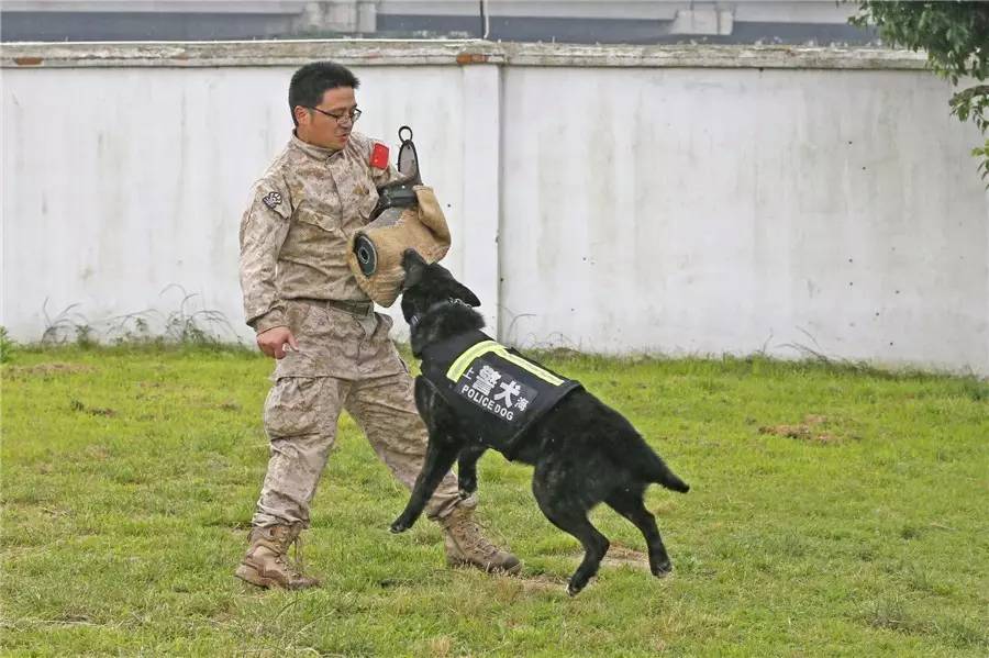 上海市公安局警犬基地图片