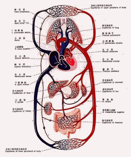超清3d血管解剖图集