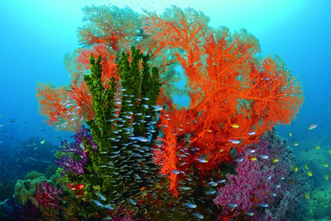 赤珊瑚 Red Coral 红珊瑚 认证的 Красный коралл - starlinetrading.com