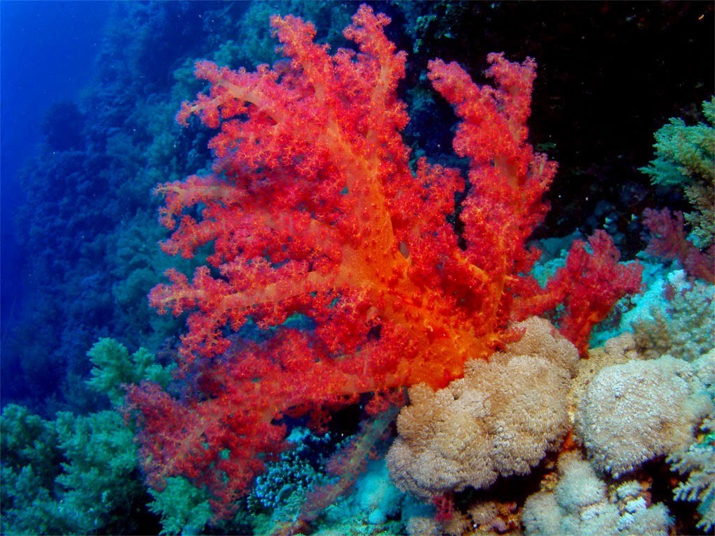 老钱推荐:蓝色大海的千年精灵——红珊瑚(red coral)