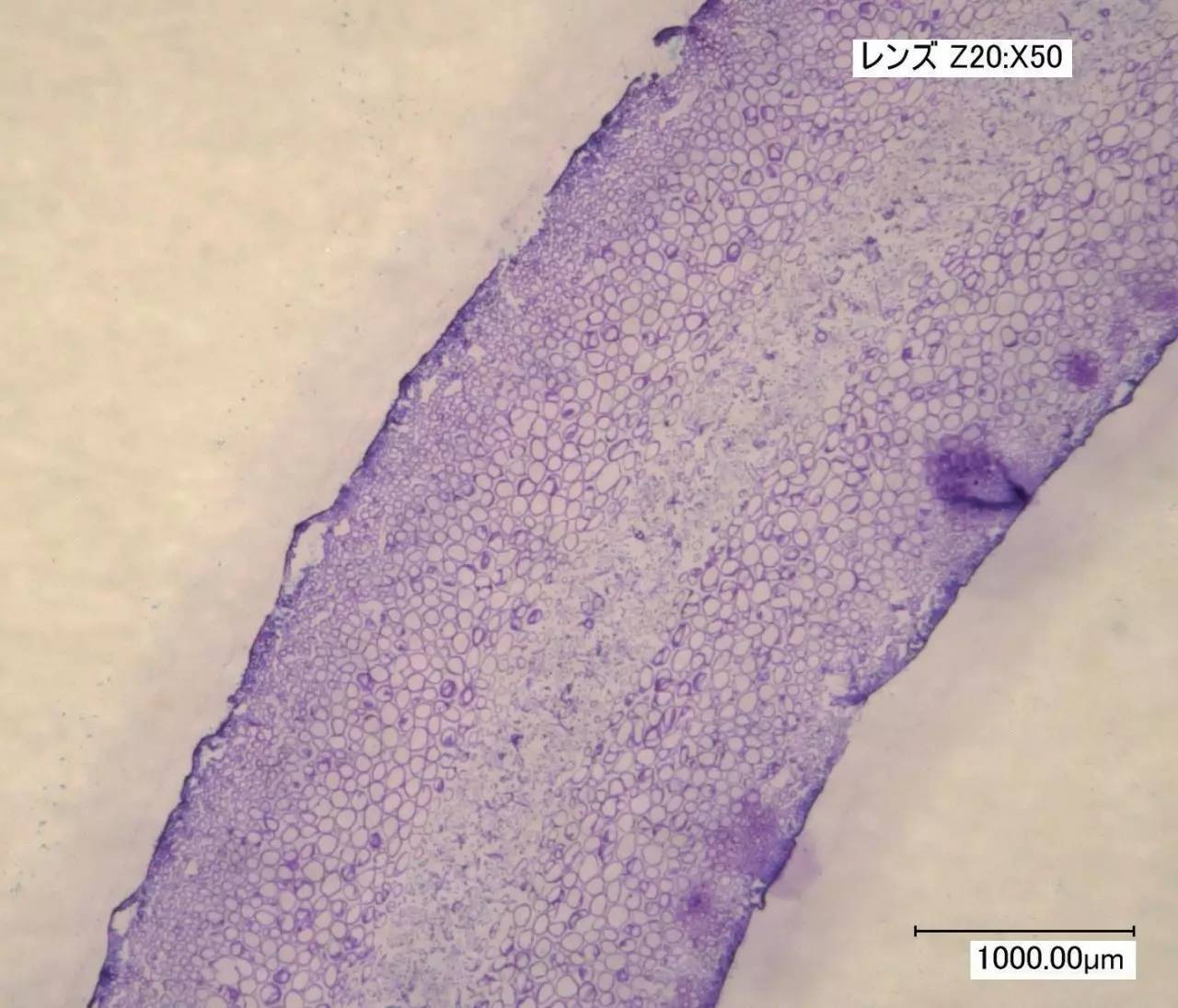 海带切片细胞结构图图片