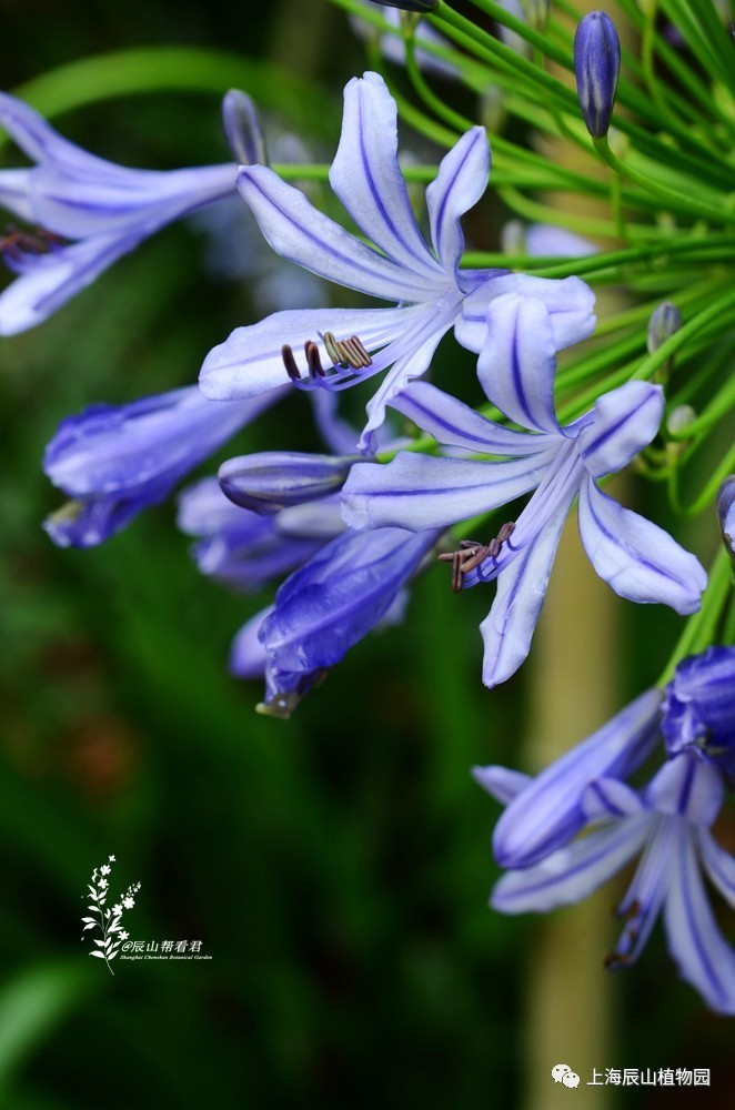 蓝色百子莲花语图片