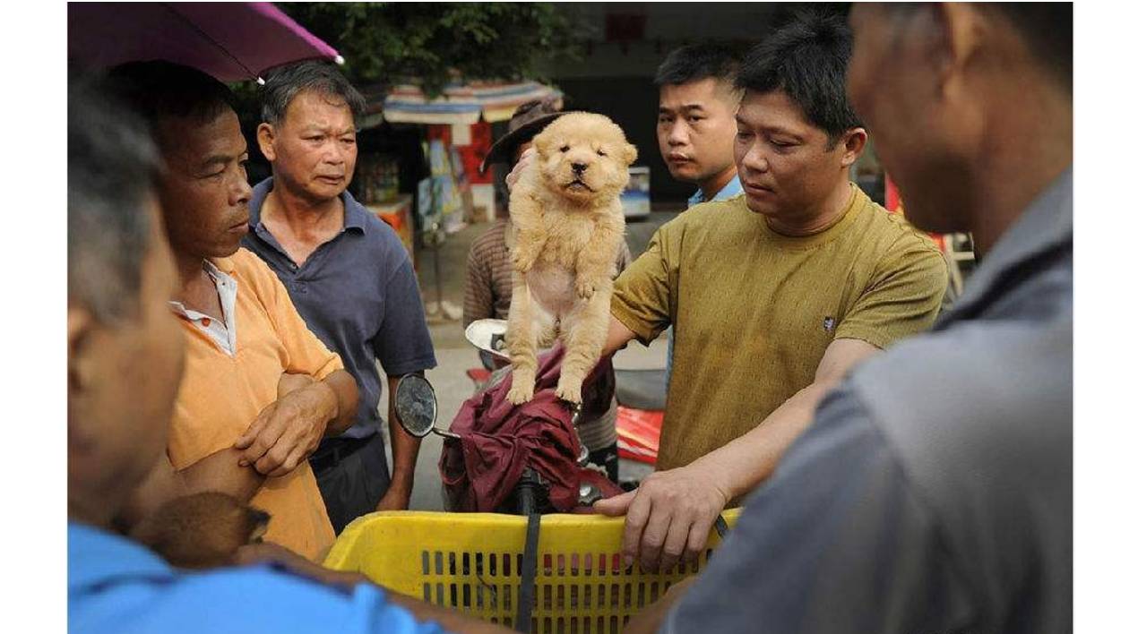 玉林狗肉節舌尖上的罪惡