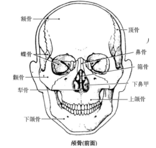 各骨之间由纤维结缔组织相连接