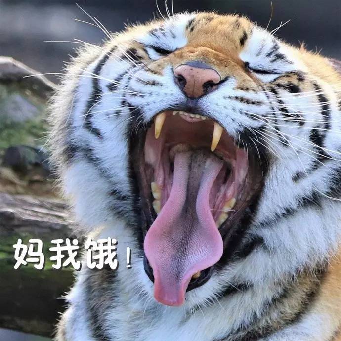 一些老虎大王的表情包送给你们吼哈哈哈