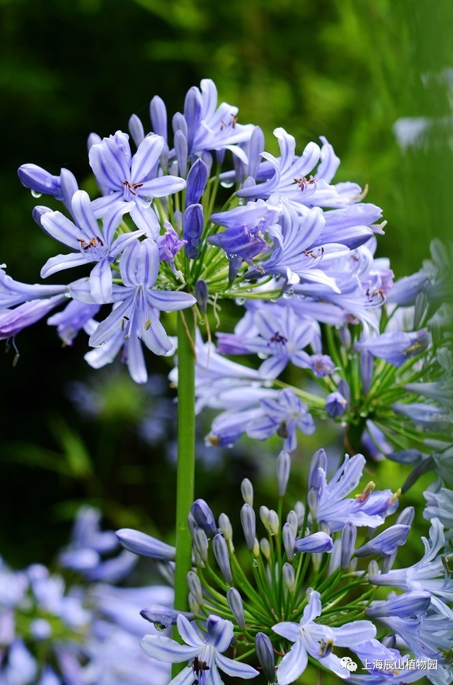 蓝色百子莲花语图片