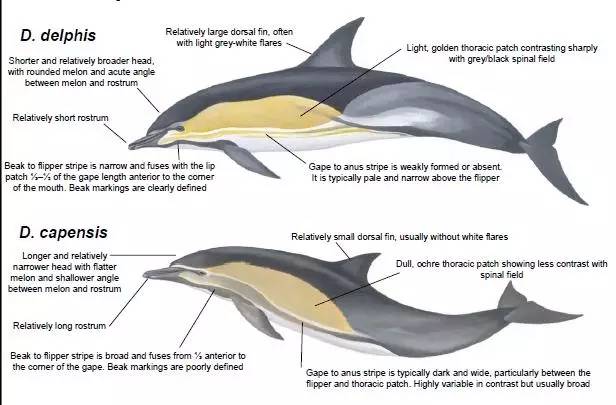 海豚的形态结构图图片