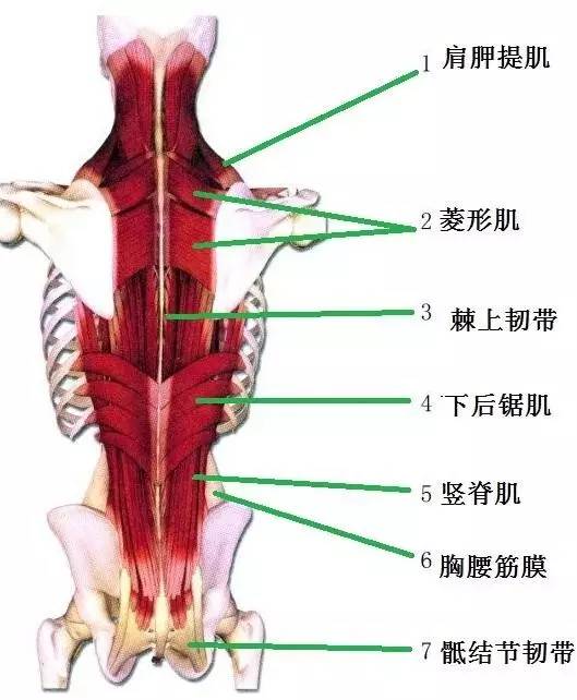 ▼起骶骨背面,上达枕骨后方,填于棘突与肋角之间的沟内▼竖脊肌又被