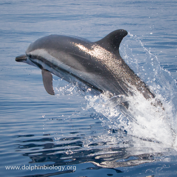 疑似条纹海豚与真海豚的杂交后代里氏海豚×太平洋斑纹海豚里氏海豚的