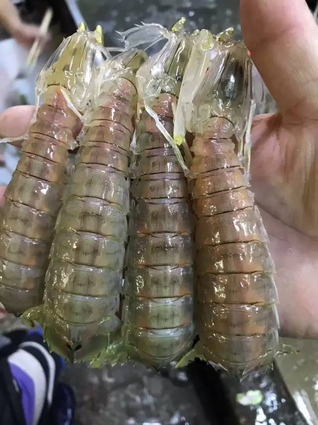 濑尿虾种类图片