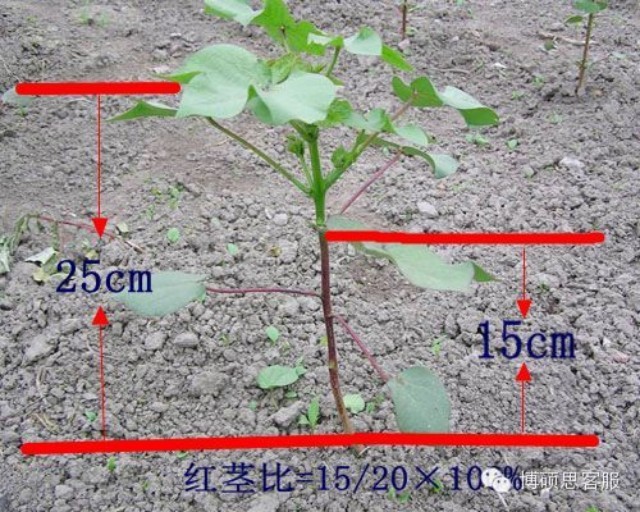 棉花的生长过程顺序图片