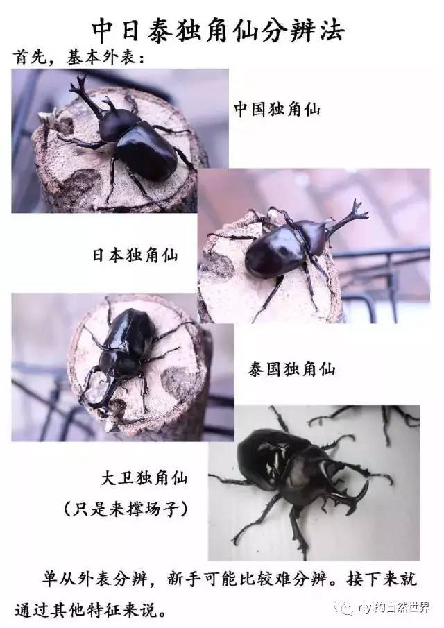 鹿角虫vs独角仙图片