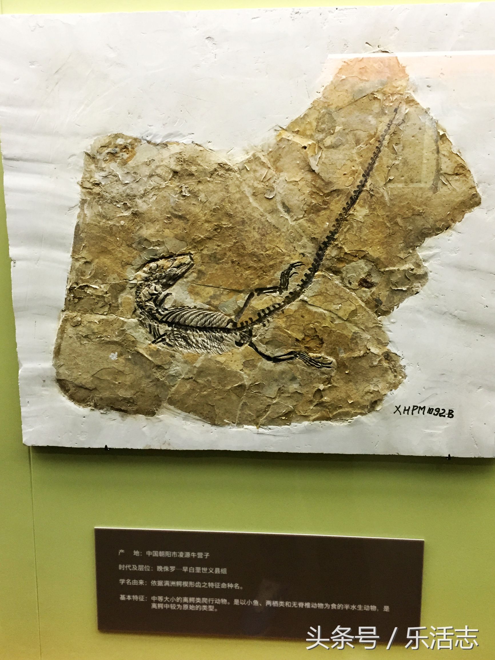 北票鸟化石图片