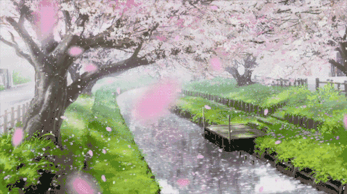 樱花雨图片动态图片