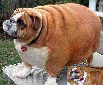 狗狗肥胖的七大原因不要让你的溺爱变成危害
