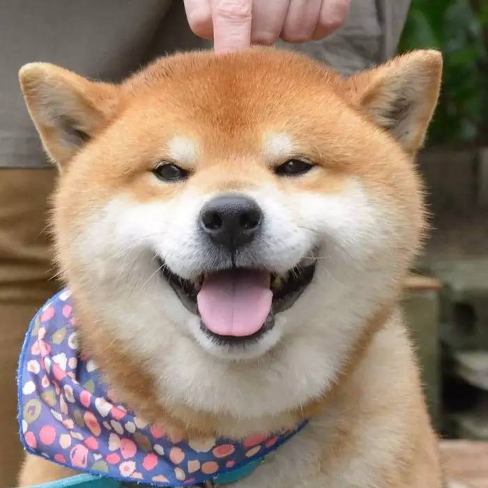 柴犬微笑交叉手表情包图片