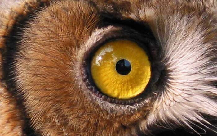 鹰的眼睛结构图片