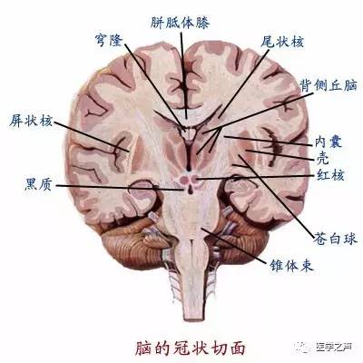 最全神經系統解剖圖