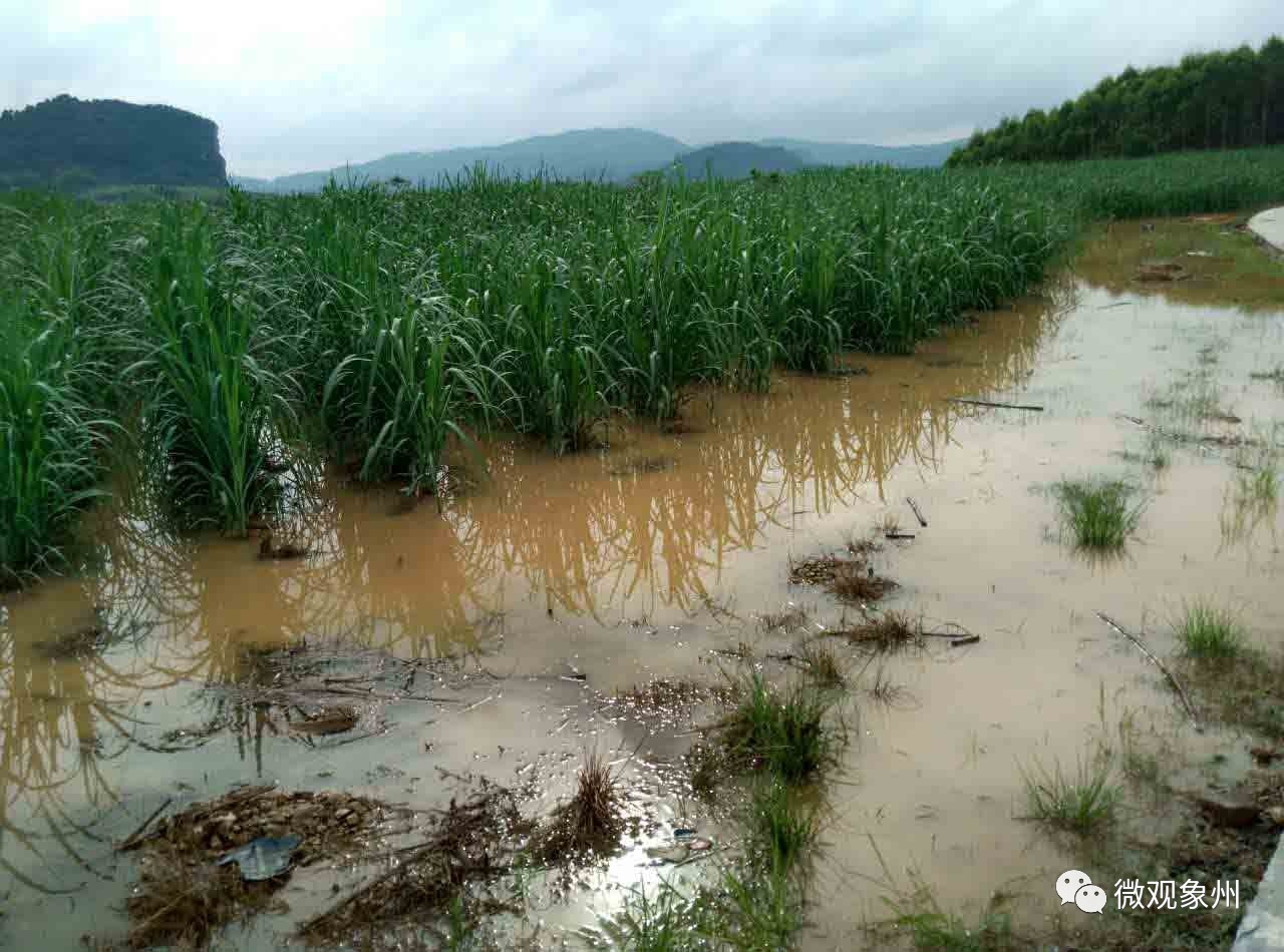 又下雨来宾这些地方已经淹了