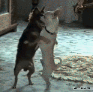 狗子跳舞的动态表情包图片