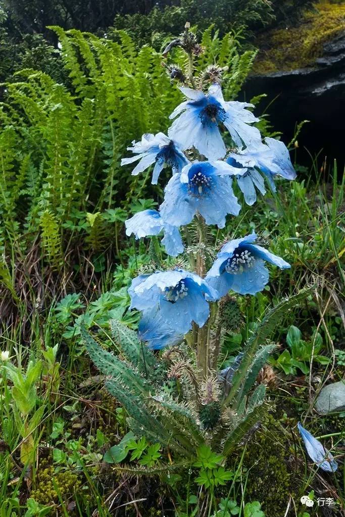 10种绿绒蒿200种高山植物4座大山行李高山流石滩巡礼