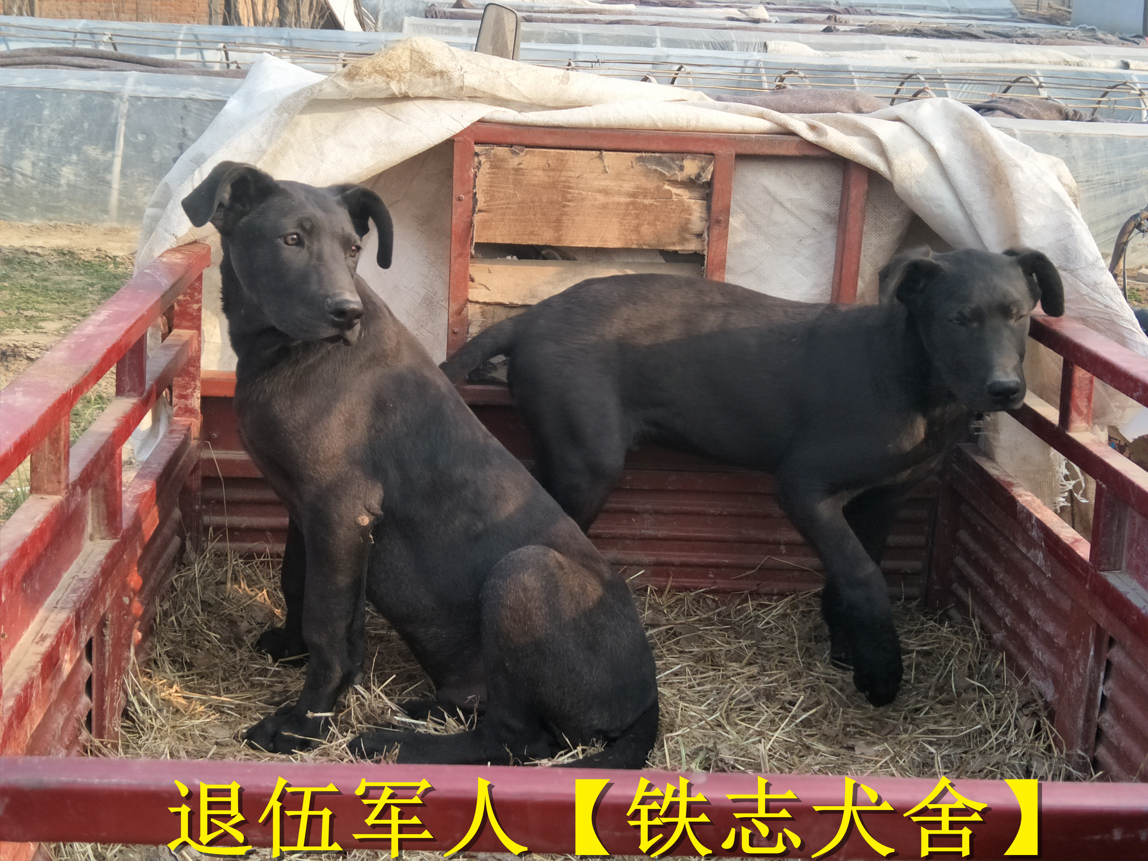 在饲养黑狼犬时应该注意的问题