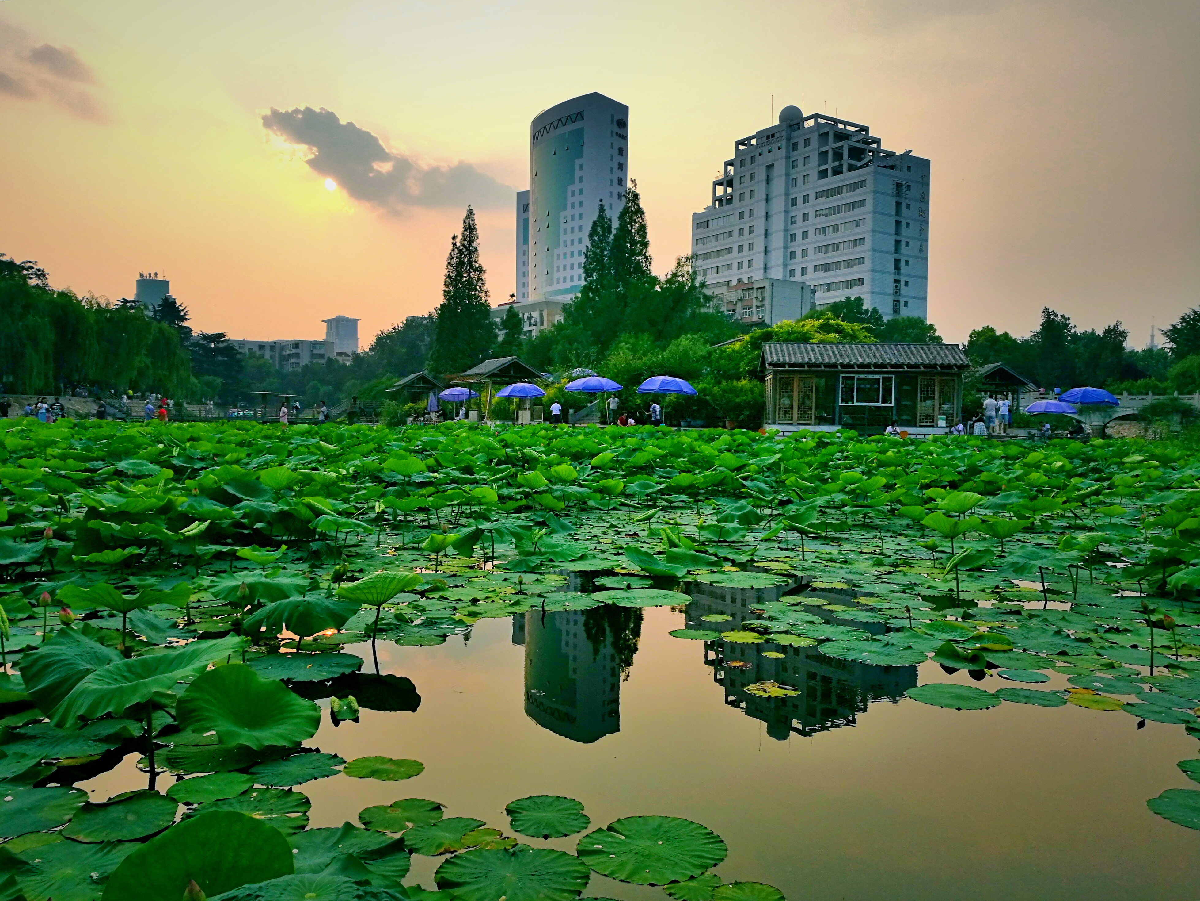 正是賞荷好時節,我來到了鄭州市紫荊山公園.