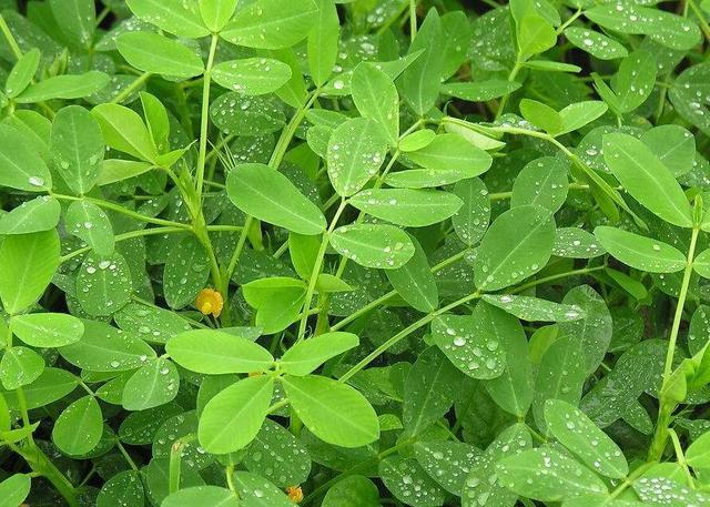 花生,人们都很熟悉,只是人们在食用这种果实时,对花生的叶子并不注意