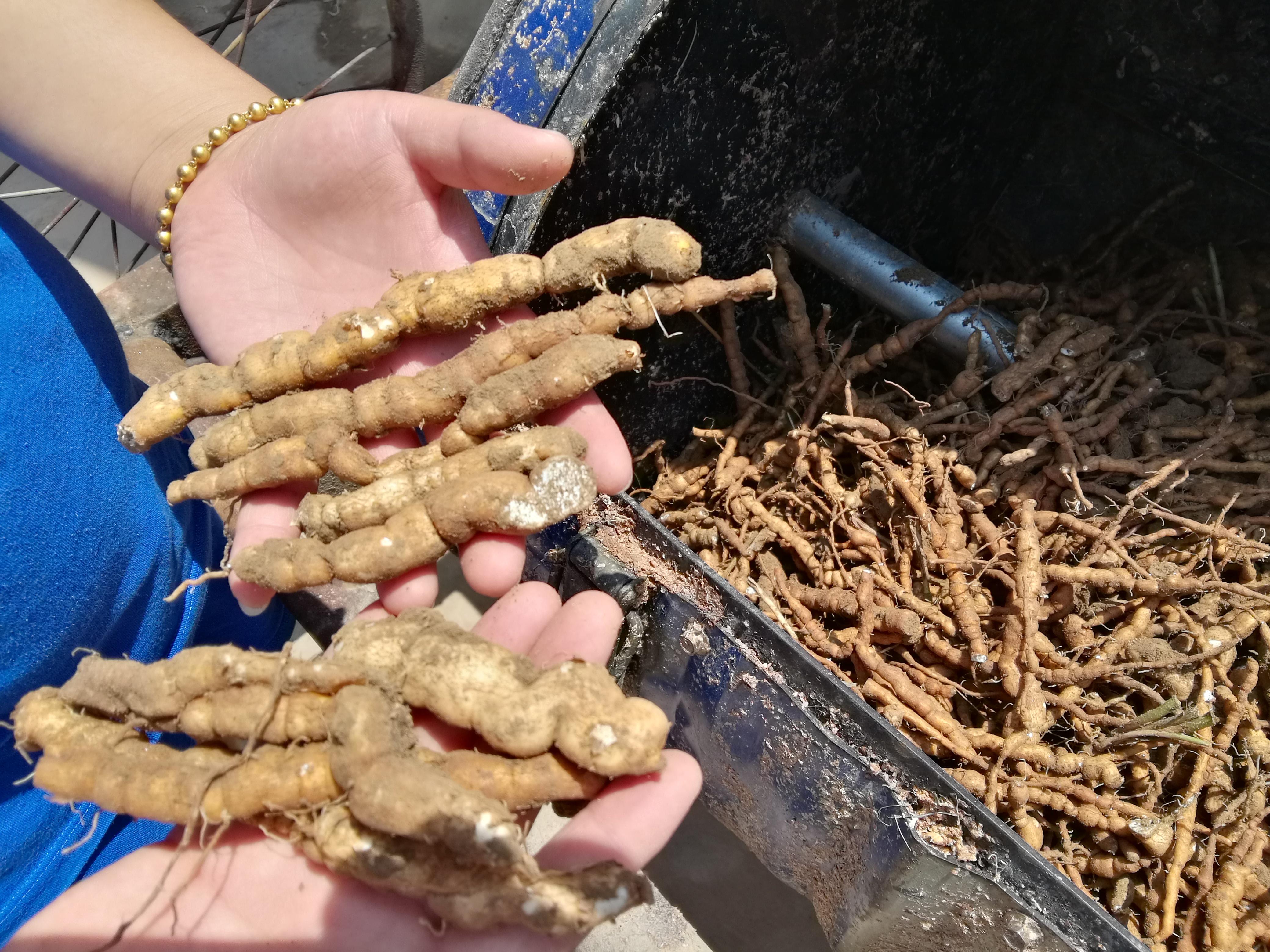 山西省侯马市一亩田甘遂种植基地