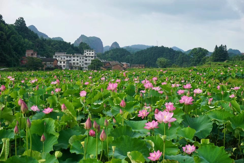 夏日蝉鸣挡不住,宁都荷花别样红!